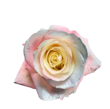 M. Pastel Dream